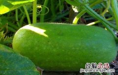 冬瓜的种植时间与方法 冬瓜的种植时间与方法视频教程