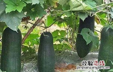 冬瓜的种植时间与方法 冬瓜的种植时间与方法视频教程