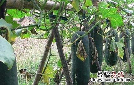 冬瓜的种植时间与方法 冬瓜的种植时间与方法视频教程
