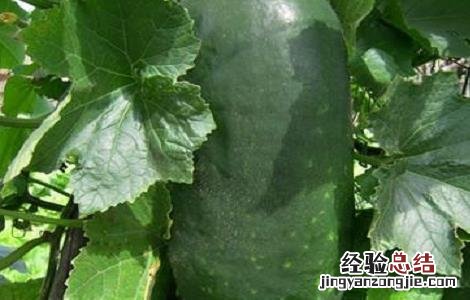 冬瓜的种植时间与方法 冬瓜的种植时间与方法视频教程