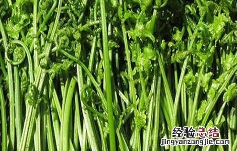 蕨菜的种植时间与方法 蕨菜的种植时间与方法图片