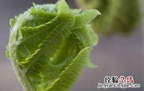 蕨菜的种植时间与方法 蕨菜的种植时间与方法图片