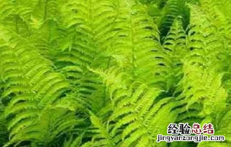 蕨菜的种植时间与方法 蕨菜的种植时间与方法图片