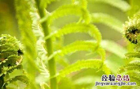 蕨菜的种植时间与方法 蕨菜的种植时间与方法图片