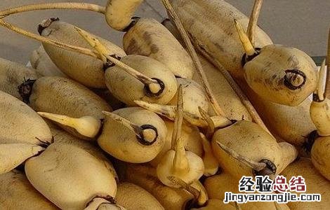 莲藕的种植时间与方法 莲藕的种植时间与方法视频