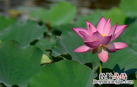 莲藕的种植时间与方法 莲藕的种植时间与方法视频