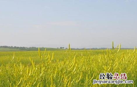 黄花菜移栽时间 黄花菜的种植时间与方法