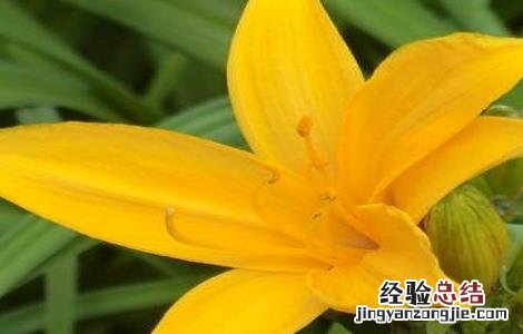 黄花菜移栽时间 黄花菜的种植时间与方法