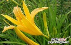 黄花菜移栽时间 黄花菜的种植时间与方法