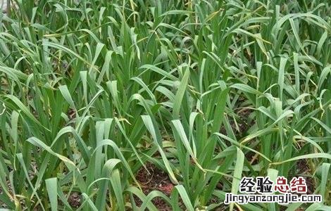 蒜苗的种植方法和时间 蒜苗的种植方法和时间视频