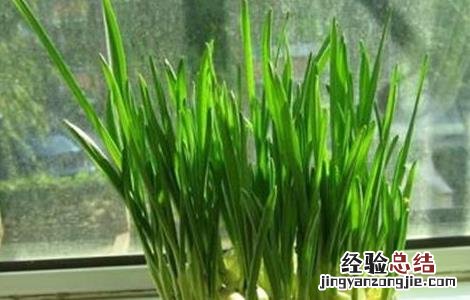 蒜苗的种植方法和时间 蒜苗的种植方法和时间视频