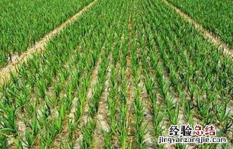 蒜苗的种植方法和时间 蒜苗的种植方法和时间视频