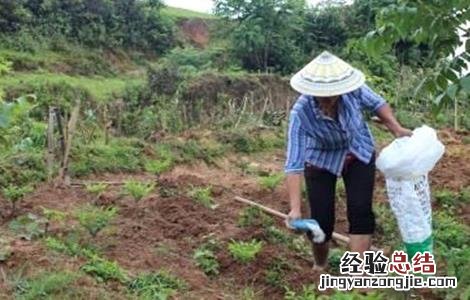 魔芋的种植方法和时间视频 魔芋的种植方法和时间