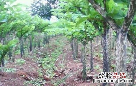 魔芋的种植方法和时间视频 魔芋的种植方法和时间
