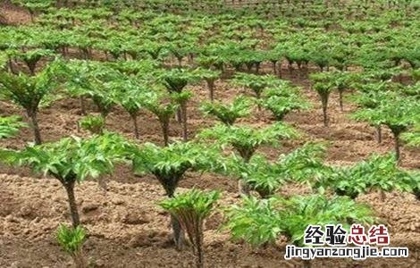 魔芋的种植方法和时间视频 魔芋的种植方法和时间