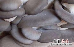 平菇最新栽培技术 平菇最新栽培技术在哪里学