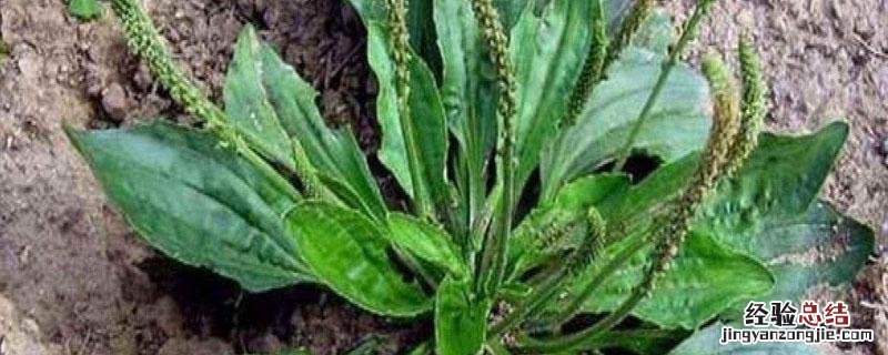 车前草哪里收购 车前草哪里收购,浙江省哪里可以收购中药材