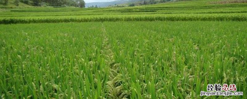 谷欢2甲灭草松用量 谷欢二甲灭草松