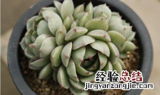 苯巴蒂斯多肉怎么养 苯巴蒂斯多肉怎么养出状态