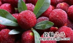 杨梅怎么保存 没洗的杨梅怎么保存