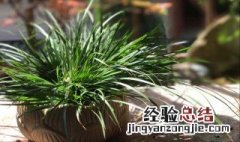 盆栽菖蒲是怎样繁殖的呢 盆栽菖蒲是怎样繁殖的呢