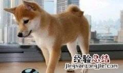 柴犬为什么呕吐拉稀 柴犬为什么呕吐