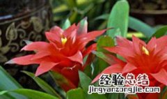 鸿运当头喜阴还是喜阳光 鸿运当头喜欢阳光吗