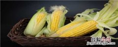利合228玉米种子成熟期 利合228玉米种积温多少