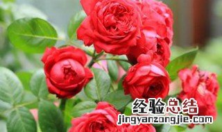 红龙月季是开一季还是多季 红龙月季是四季开花吗