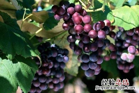 葡萄套袋前打什么药 露天葡萄套袋前打什么药