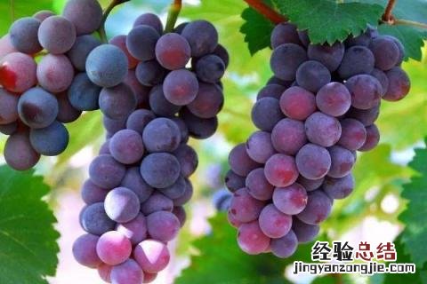 葡萄套袋前打什么药 露天葡萄套袋前打什么药