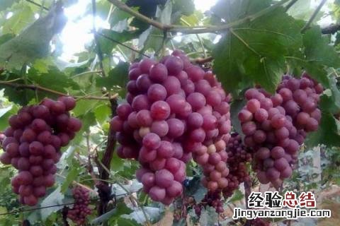 葡萄套袋前打什么药 露天葡萄套袋前打什么药