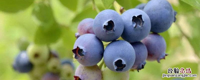 蓝莓树苗叶子发红是咋回事 蓝莓苗叶片发红原因