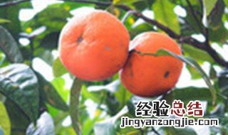 橘子树叶黄是怎么回事 橘子树叶黄是怎么回事儿
