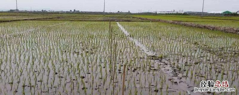 莎稗磷药害症状 莎稗磷对水稻的药害