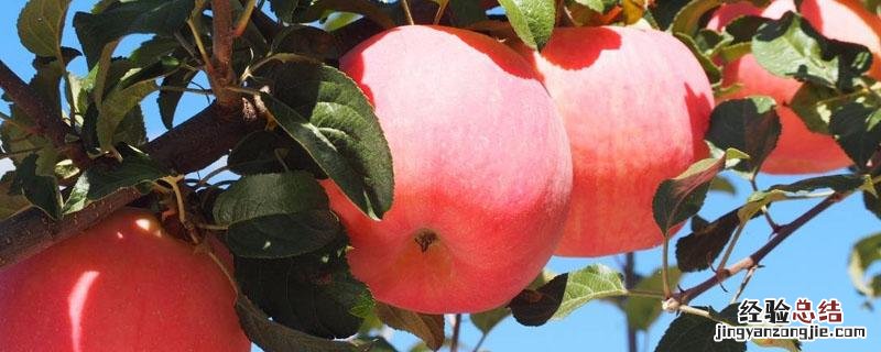 蘋果樹追肥用什么肥料好 蘋果樹追肥用什么肥料