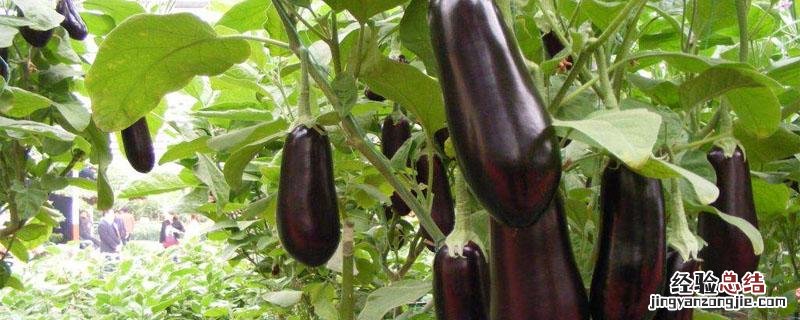 茄子栽培管理技术要点 茄子栽培管理技术要点西红柿的育苗技术