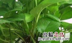 绿萝的生长环境 绿萝的生长环境及外形