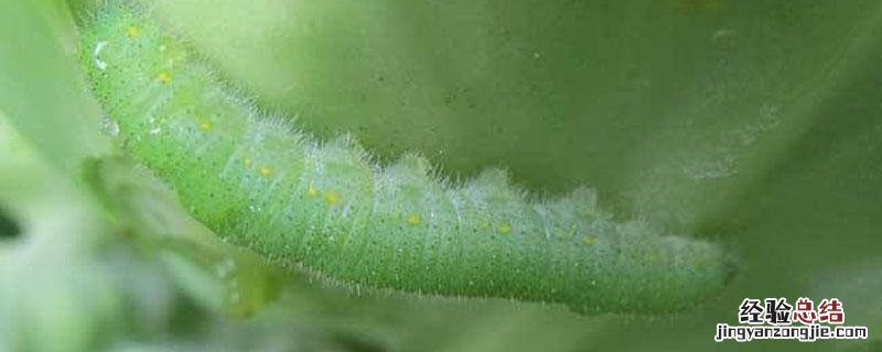 苏云金杆菌兑水比例 8000微升苏云金杆菌兑水比例