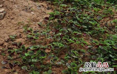 苋菜的种植方法和时间图片 苋菜的种植方法和时间