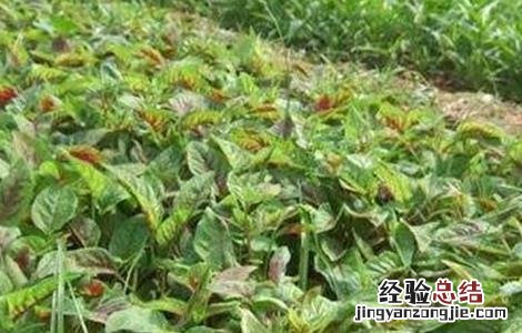 苋菜的种植方法和时间图片 苋菜的种植方法和时间