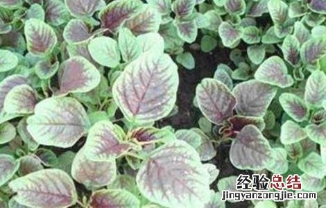 苋菜的种植方法和时间图片 苋菜的种植方法和时间