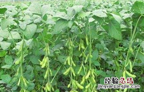毛豆的种植时间和方法视频 毛豆的种植时间和方法