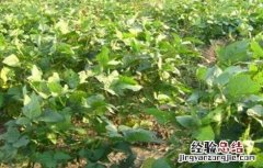 毛豆的种植时间和方法视频 毛豆的种植时间和方法