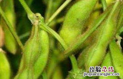 毛豆的种植时间和方法视频 毛豆的种植时间和方法