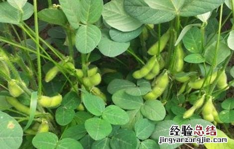 毛豆的种植时间和方法视频 毛豆的种植时间和方法