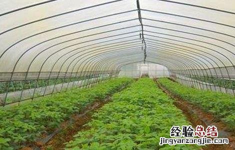 毛豆的种植时间和方法视频 毛豆的种植时间和方法