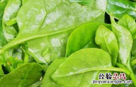 木耳菜的种植时间与方法 木耳菜的种植时间与方法木耳菜营养有吗