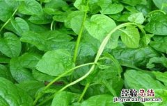 木耳菜的种植时间与方法 木耳菜的种植时间与方法木耳菜营养有吗