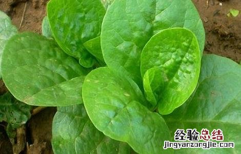 木耳菜的种植时间与方法 木耳菜的种植时间与方法木耳菜营养有吗